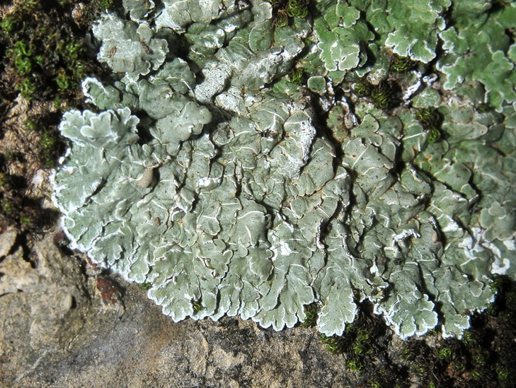 Squamarina sp - Lichene sopra arenaria